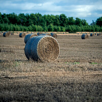 Buy canvas prints of Bales of Hay in a Field by Tom McPherson