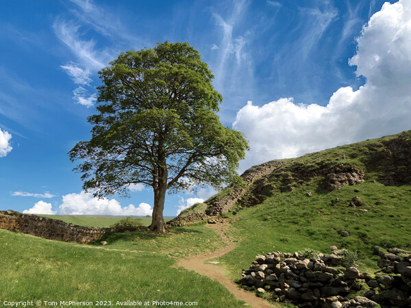 The Sycamore Gap Tree or Robin Hood Tree Picture Board by Tom McPherson