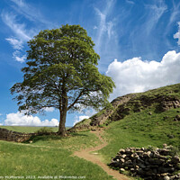Buy canvas prints of The Sycamore Gap Tree or Robin Hood Tree by Tom McPherson