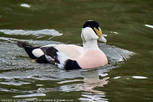 Common Eider Male Picture Board by Tom McPherson