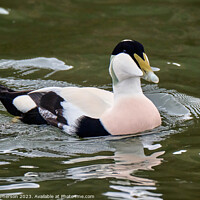 Buy canvas prints of Common Eider Male by Tom McPherson