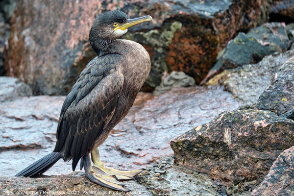 Cormorant on the Rocks Picture Board by Tom McPherson