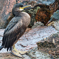 Buy canvas prints of Cormorant on the Rocks by Tom McPherson