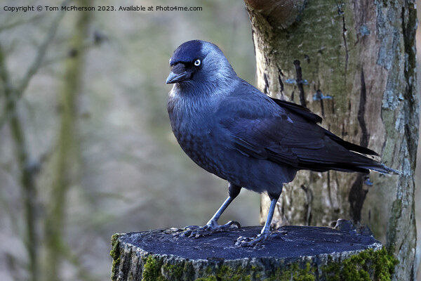 Jackdaw Picture Board by Tom McPherson