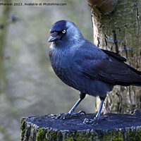 Buy canvas prints of Jackdaw by Tom McPherson
