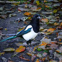Buy canvas prints of Magpie by Tom McPherson
