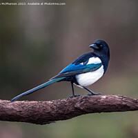 Buy canvas prints of Magpie by Tom McPherson