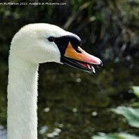 Buy canvas prints of Swan by Tom McPherson