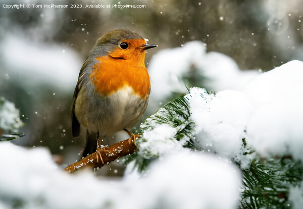 Xmas Robin Picture Board by Tom McPherson