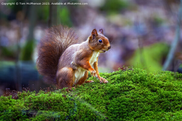 A red squirrel on mossy ground Picture Board by Tom McPherson
