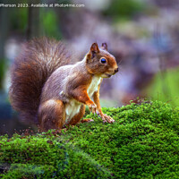 Buy canvas prints of A red squirrel on mossy ground by Tom McPherson