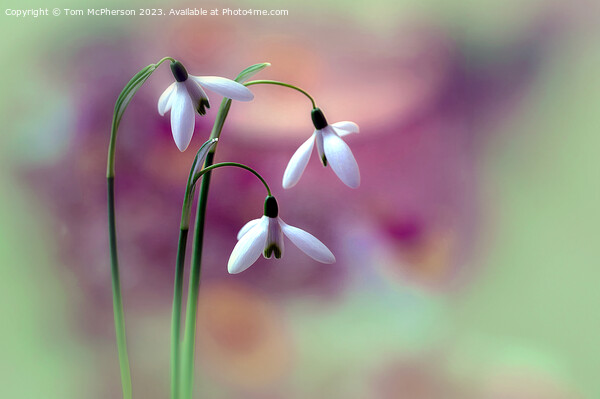 Snowdrops Picture Board by Tom McPherson