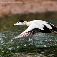 Buy canvas prints of Eider in Flight by Tom McPherson