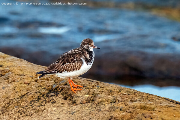 Turnstone Picture Board by Tom McPherson