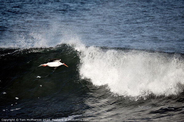 Oystercatcher in Flight Picture Board by Tom McPherson