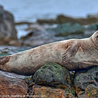 Buy canvas prints of Grey Seal Pup Resting by Tom McPherson