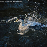 Buy canvas prints of Eider fights the Current by Tom McPherson