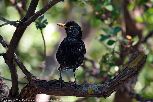 Common Blackbird in a Tree Picture Board by Tom McPherson