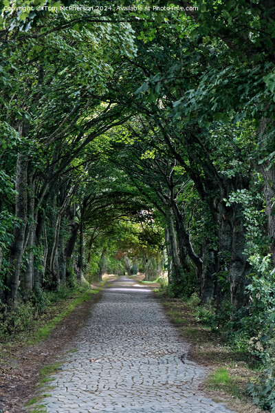 Tree lined road  Picture Board by Tom McPherson