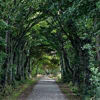 Buy canvas prints of Tree lined road  by Tom McPherson