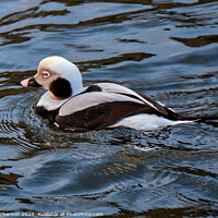 Buy canvas prints of The long-tailed duck by Tom McPherson