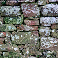 Buy canvas prints of Dry Stone Wall by Tom McPherson