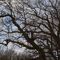 Buy canvas prints of Tree against Sky by Tom McPherson