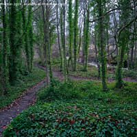 Buy canvas prints of Ivy Wood by Tom McPherson