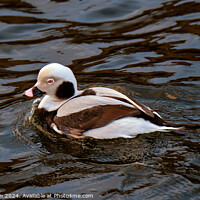 Buy canvas prints of Long-Tailed Duck by Tom McPherson
