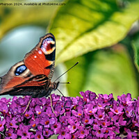 Buy canvas prints of Peacock Butterfly by Tom McPherson