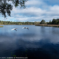 Buy canvas prints of Pair of Swans on Loch of Blairs by Tom McPherson