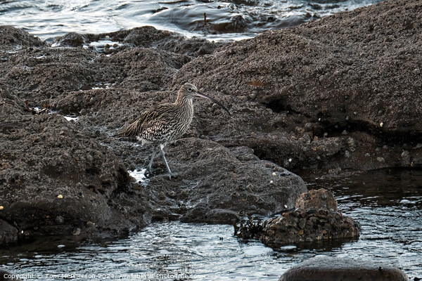 Curlew at Burghead Picture Board by Tom McPherson