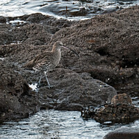 Buy canvas prints of Curlew at Burghead by Tom McPherson