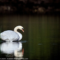 Buy canvas prints of Beautiful swan on Loch by Tom McPherson