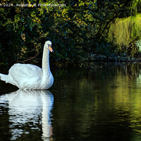 Buy canvas prints of Swan on Loch of Blairs by Tom McPherson