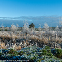 Buy canvas prints of A Frosty Morning by Tom McPherson