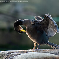 Buy canvas prints of Cormorant on the Rocks by Tom McPherson