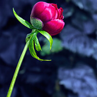 Buy canvas prints of Single Red Peony Rose by Tom McPherson