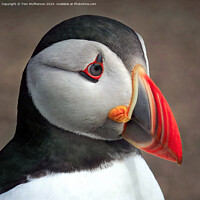 Buy canvas prints of Puffin Portrait by Tom McPherson