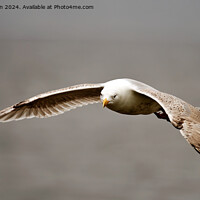 Buy canvas prints of Herring Gull in Flight by Tom McPherson