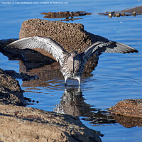 Buy canvas prints of Curlew by Tom McPherson