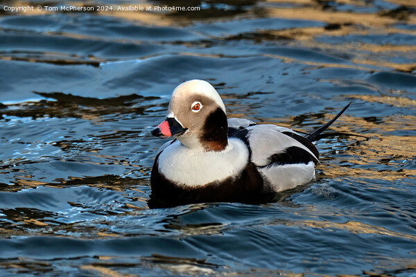 long-tailed duck Picture Board by Tom McPherson