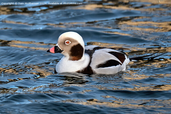 The long-tailed duck  Picture Board by Tom McPherson