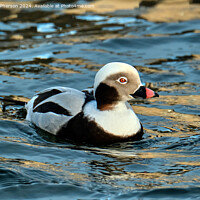 Buy canvas prints of long-tailed duck by Tom McPherson