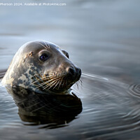 Buy canvas prints of Grey Seal, Burghead Harbour by Tom McPherson