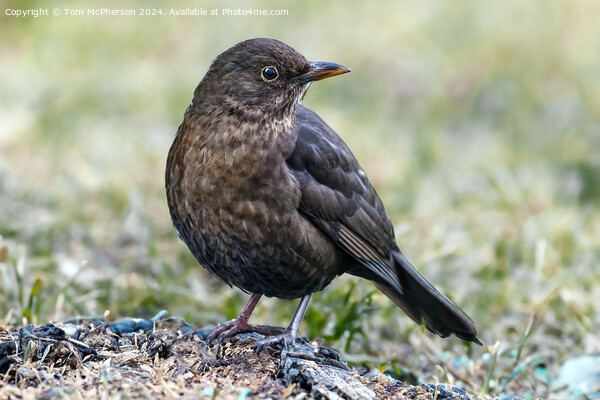 Blackbird (female) Picture Board by Tom McPherson