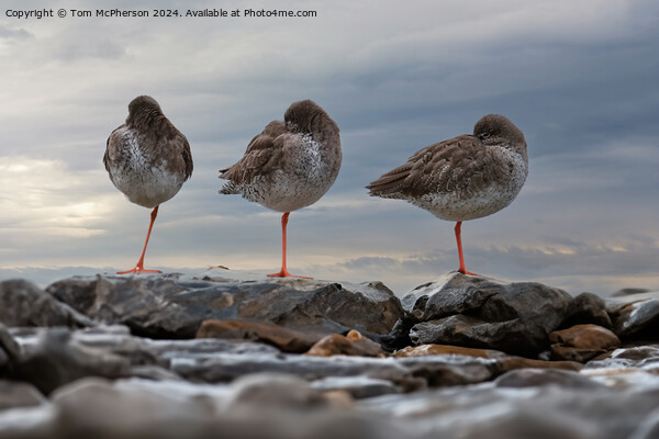 Redshanks, Three in a Row Picture Board by Tom McPherson