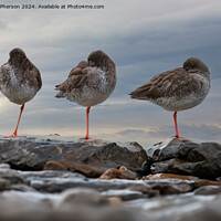 Buy canvas prints of Redshanks, Three in a Row by Tom McPherson