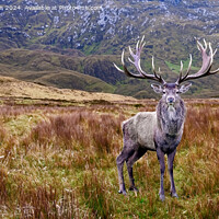 Buy canvas prints of Monarch of the Glen by Tom McPherson