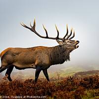 Buy canvas prints of Stag by Tom McPherson